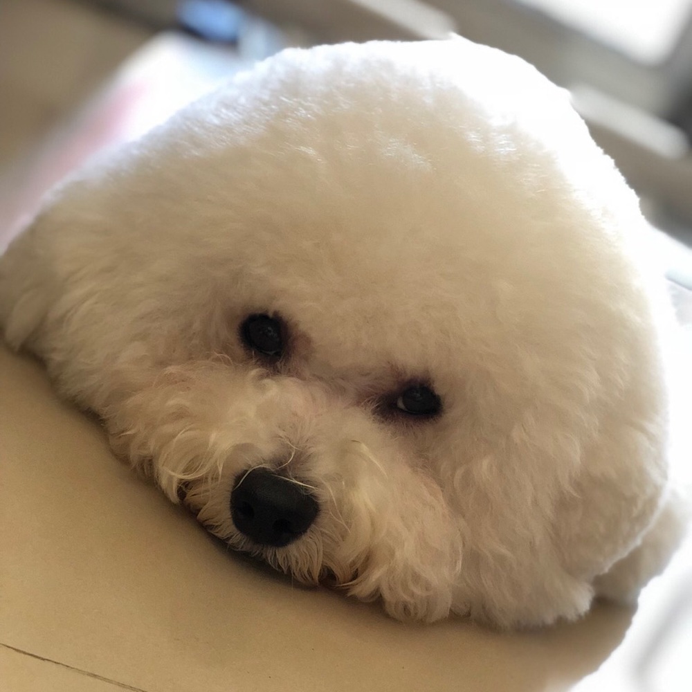 Meet your Posher, Luna